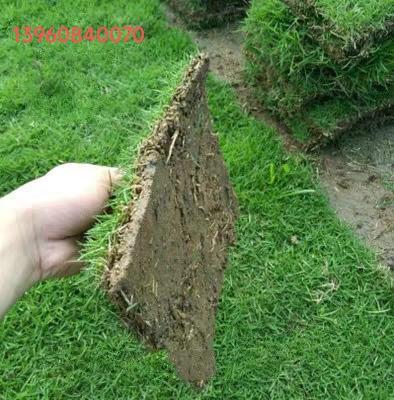 福州馬尼拉草坪批發(fā)直供優(yōu)質(zhì)草皮草場(chǎng)量大從優(yōu)