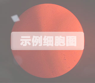 C6+luc大鼠腦膠質(zhì)瘤細(xì)胞熒光素酶標(biāo)記